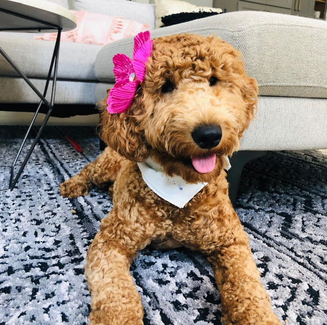 Celebrate National Pet Day!